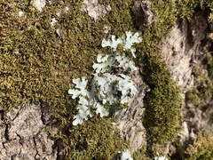 Ricasolia quercizans