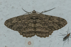 Hypomecis transcissa