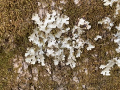 Ricasolia quercizans