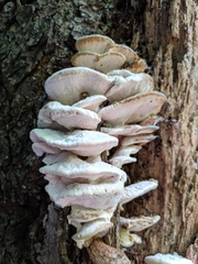 Tyromyces subgiganteus