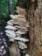 Tyromyces subgiganteus