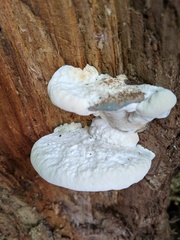 Tyromyces subgiganteus