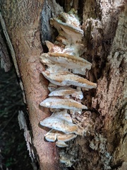 Tyromyces subgiganteus