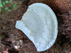 Tyromyces subgiganteus