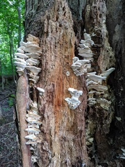 Tyromyces subgiganteus