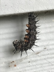 Nymphalis