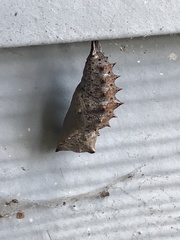 Nymphalis