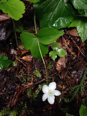 Anemonastrum deltoideum