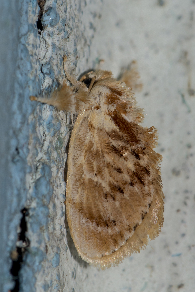 Narosa conspersa