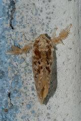 Narosa conspersa