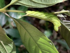 Macroglossum poecilum