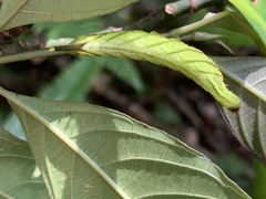 Macroglossum poecilum
