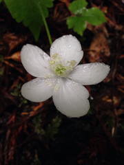 Anemonastrum deltoideum