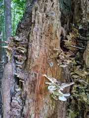 Tyromyces subgiganteus