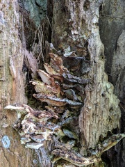 Tyromyces subgiganteus