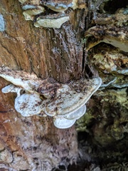 Tyromyces subgiganteus