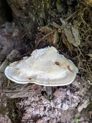 Tyromyces subgiganteus