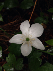 Anemonastrum deltoideum