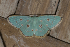 Comostola meritaria