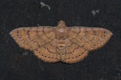 Homodes bracteigutta