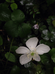 Anemonastrum deltoideum