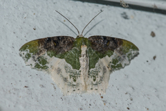 Eucyclodes semialba