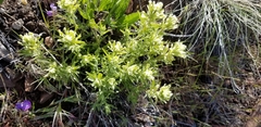 Castilleja xanthotricha