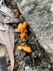 Cantharellus concinnus