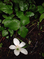 Anemonastrum deltoideum