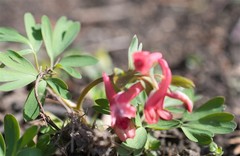 Corydalis solida