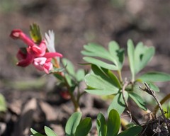 Corydalis solida