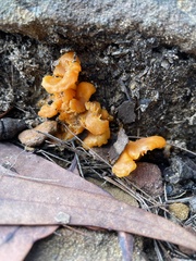 Cantharellus concinnus