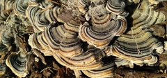 Trametes versicolor