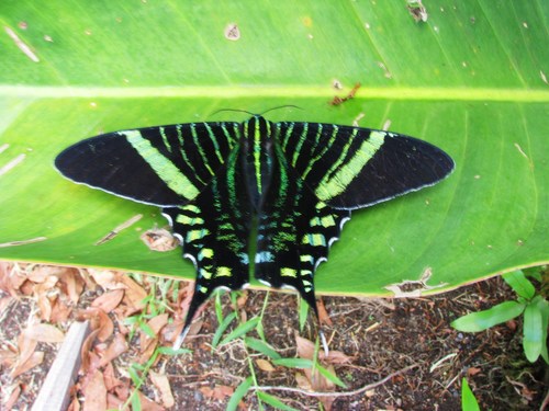 Urania Swallowtail Moth