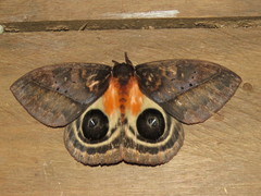 Automeris postalbida