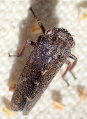 Lystridea