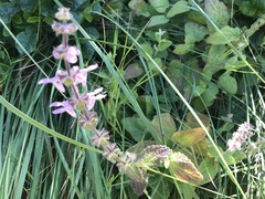 Stachys ajugoides