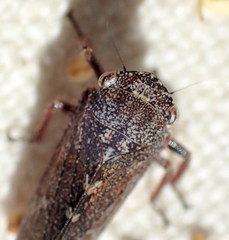 Lystridea