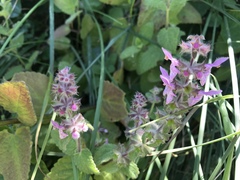 Stachys ajugoides