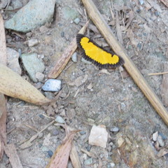 Xanthyris flaveolata