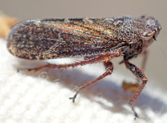 Lystridea