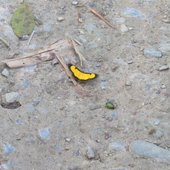 Xanthyris flaveolata