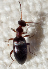 Ischyropalpus nitidulus