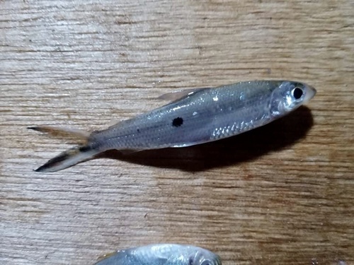 One-spot halftooth (Hemiodus unimaculatus) — Hemiodontidae