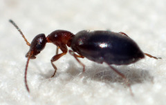 Ischyropalpus nitidulus