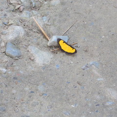 Xanthyris flaveolata