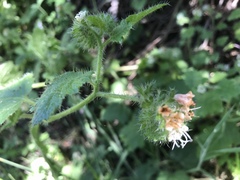 Phacelia malvifolia