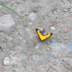 Xanthyris flaveolata