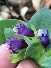 Cerinthe major