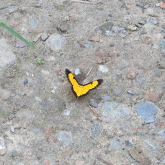 Xanthyris flaveolata